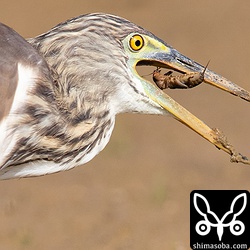 土の中にいるケラを何匹も捕まえていた。ケラがトンネルを掘り、土が盛り上がるような様子は確認できなかった。音か振動で居場所が分かるのか?
