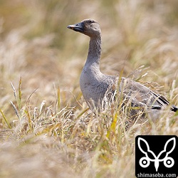 少し離れた田んぼにはヒシクイが1羽。