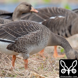 幼鳥。何を食っているのだろうか?