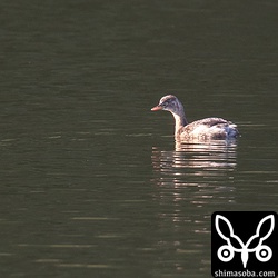 カイツブリが近くに浮き上がってきた。