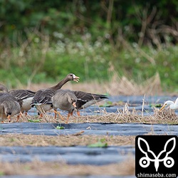 後ろをついて来るアマサギを威嚇するマガンの成鳥。