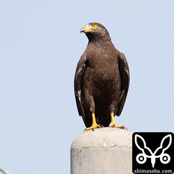 電柱に止まり獲物を探すサシバ。