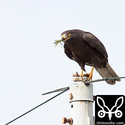 大きなショウリョウバッタを捕まえました。