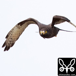 こちらへ向かってきた!!