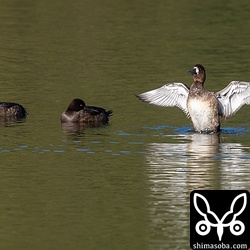 ダムにキンクロハジロが数十羽。