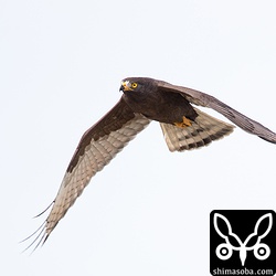 暗色型サシバ飛翔。