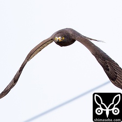 この後、私の後ろを通過して反対側の林へ。木に止まるとこの暗色型は見つけるのが難しい。