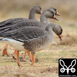 マガンの幼鳥4羽。