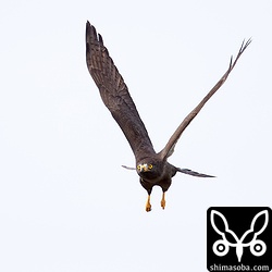 暗色型サシバはかっこいいですね。^^