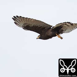 獲物を目指して畑へ飛び出した。