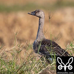 ヒシクイは田んぼで1羽だけ。