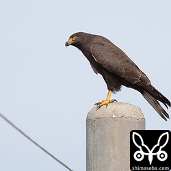 暗色型サシバを真横から見るとこんな感じ。