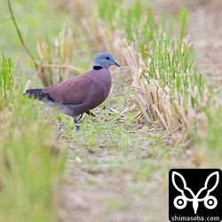 ベニバトはとても小さいので、刈り取り後に残された稲の根っこに隠れると探すのが大変。