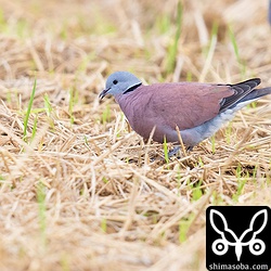 稲刈り後、地面の落ち穂をついばむベニバトのオス成鳥。
