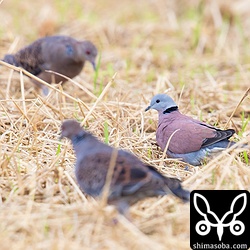 キジバトとのサイズ比較。ベニバトは日本最小のハトです。