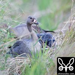放棄された米を食いまくりのマガン幼鳥。