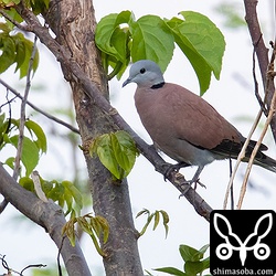 ベニバトたちは、サシバに驚き飛び上がると近くの桑の木に避難していた。