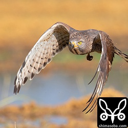 ベニバトたちの近くに陣取っていたサシバ。ハトを襲うことはないと思われますが、キジバトの群れは大変怯えていた。サシバを知らない地域から移動してきた群れだったりするのだろうか?