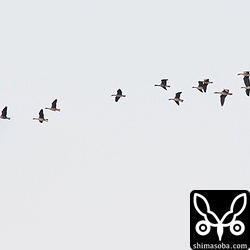 夕方、ダムからマガン11羽とヒシクイ1羽の群れが田んぼに帰ってきた。ヒシクイは後ろから4羽目。マガンより一回り大きいですね。