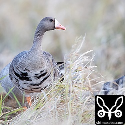 幼鳥たちが餌を採っている間、警戒を怠らないマガン成鳥。