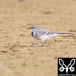 タイワンハクセキレイ第1回冬羽。特徴的な夏羽と違いハクセキレイとの識別が難しく、かなり見逃されていると思う。私も沖縄本島に来てから意識して見るようになった。この個体は、首輪状に出る黒い部分と灰色一色の背面、灰色の腰、風切りの広い羽縁と比較的特徴が出て分かりやすいと思う。