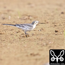 ホオジロハクセキレイ第1回冬羽。メスの第1回冬羽のハクセキレイにも似たタイプがいるが、恐らくホオジロハクセキレイで間違いない。