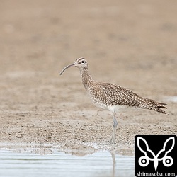 チュウシャクシギを始め、シギやチドリたちは4種類ぐらいいるカニを餌にしている。