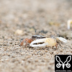 小型のシオマネキの仲間。