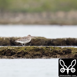 ダイシャクシギも健在。