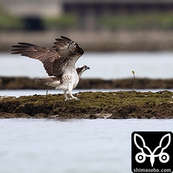 越冬ミサゴも増えてきた。
