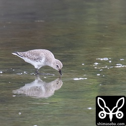 ハマシギも数羽滞在中。