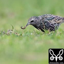 こちらのホシムクドリはイモムシをゲット。