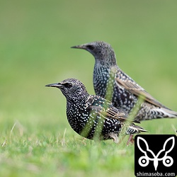 チョウゲンボウの気配に緊張するホシムクドリたち。