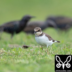 コチドリ。後ろの影が怪しげ。