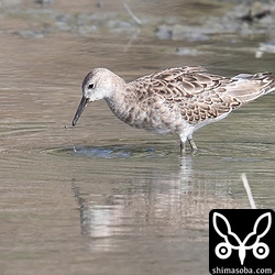 三角池のエリマキシギは2羽とも健在。いつまでいるのだろう?