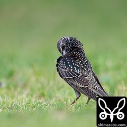 羽のお手入れ。光が当たると金属光沢が美しいホシムクドリ。