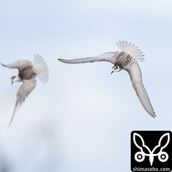 クロハラアジサシ幼鳥2羽の急降下。