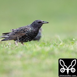 米粒ほどの小さなクモを捕まえた。