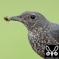 イソヒヨドリが捕まえたのはミツバチでした。