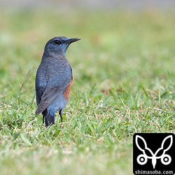 イソヒヨドリのオス成鳥。