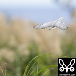 クロハラアジサシ成鳥冬羽。