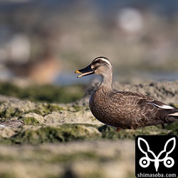 カルガモは3羽。