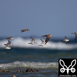 ムナグロ、キョウジョシギ、ハマシギ、メダイチドリ、シロチドリの群れ。