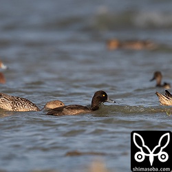 キンクロハジロのオスが1羽いた。