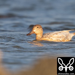 白いけどサイズ、顔つきともコガモです。