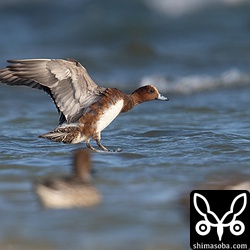 一番多いのがヒドリガモ。