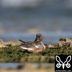 ハシビロガモも結構な数がいます。