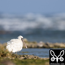 ほとんど寝てばかりのクロツラヘラサギでしたが、少しの間だけ目を開けてくれた。