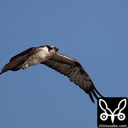 ミサゴも数個体が獲物を求めてやってくる。