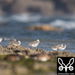 休むアオアシシギたち。キアシシギも左のほうにいます。